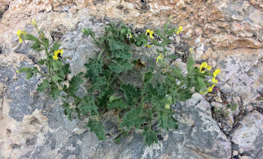 Gerusalemme: dal Monte degli Ulivi alla valle del Cedron